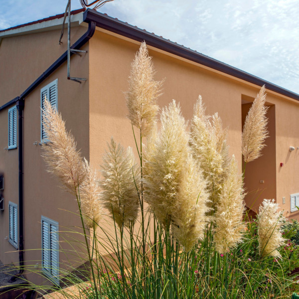 APARTMANI LAURA (RAVNI)  , Turistička agencija Luna Adriatica, Rabac - Istra (Hrvatska) Rabac